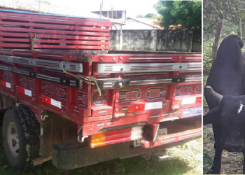 Preso suspeito de furtar mais de 130 cabeças de gado no interior do Piauí